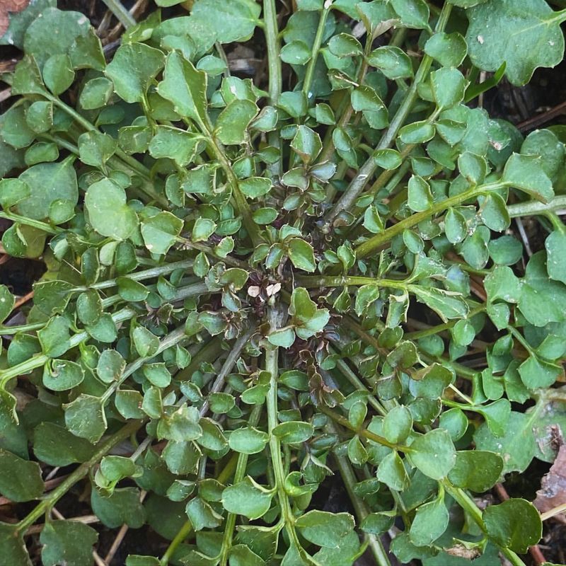 Hairy Bittercress