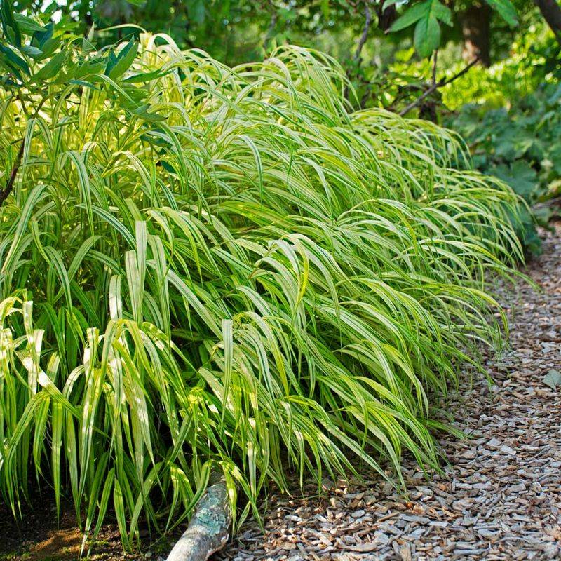 Hakonechloa Macra 'Twilight'