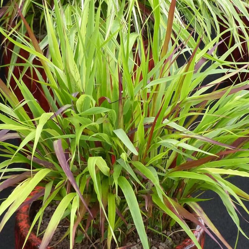 Hakonechloa Macra 'Red Wind'