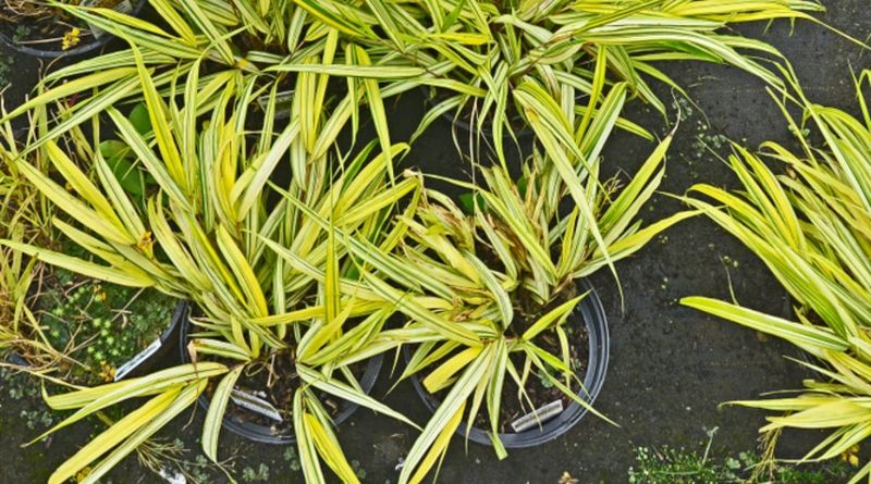 Hakonechloa Macra 'Gold Strike'