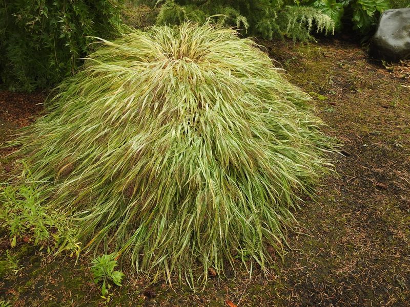 Hakonechloa Macra 'Samurai'