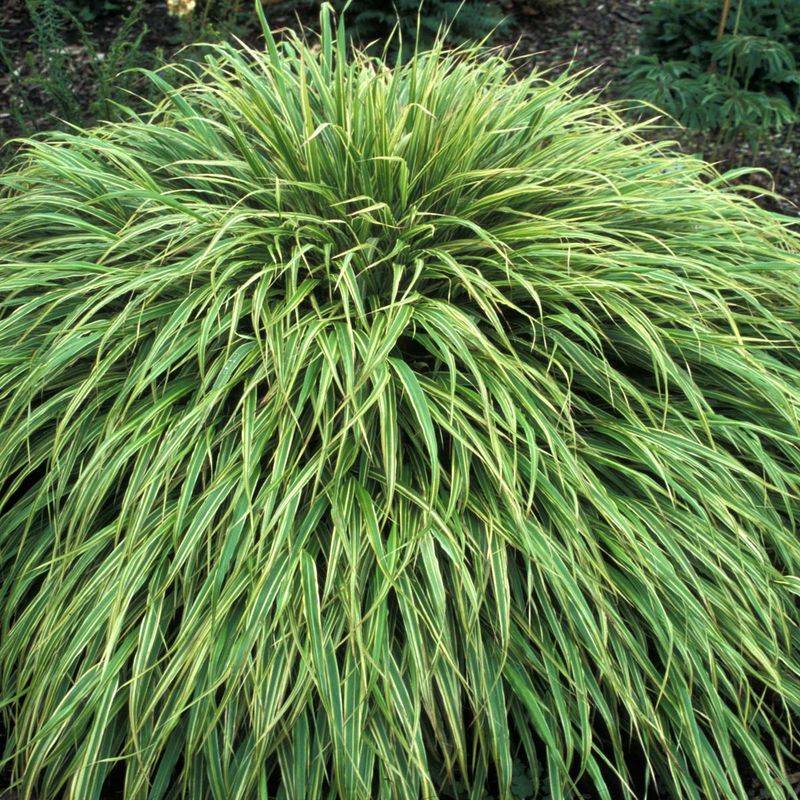 Hakonechloa Macra 'Albo-striata'