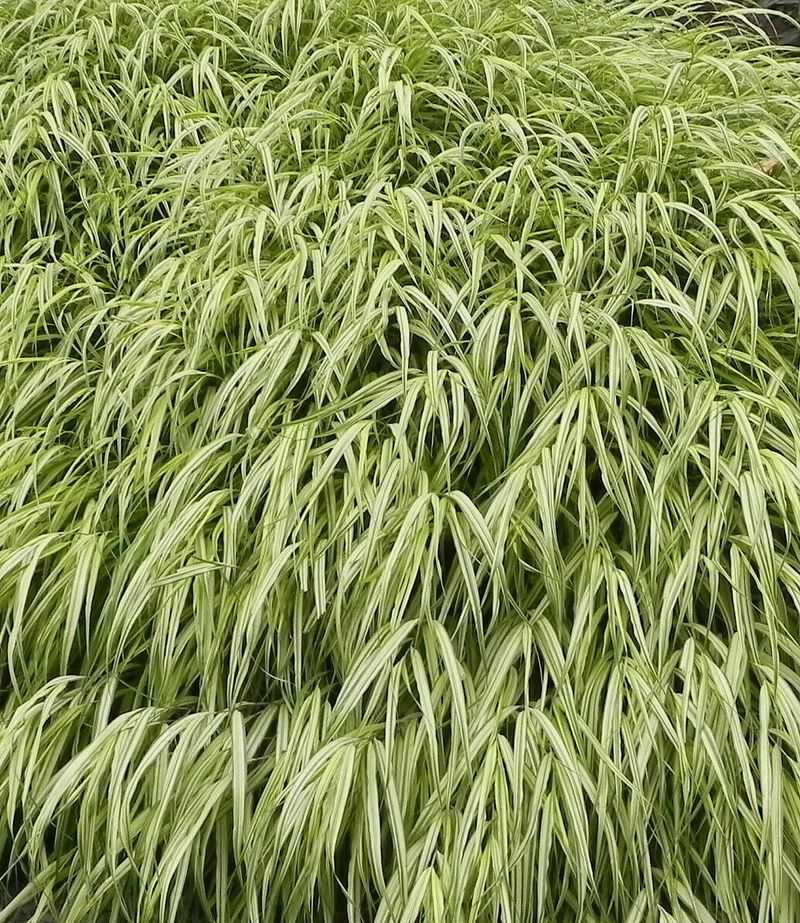 Hakonechloa Macra 'Zebra'