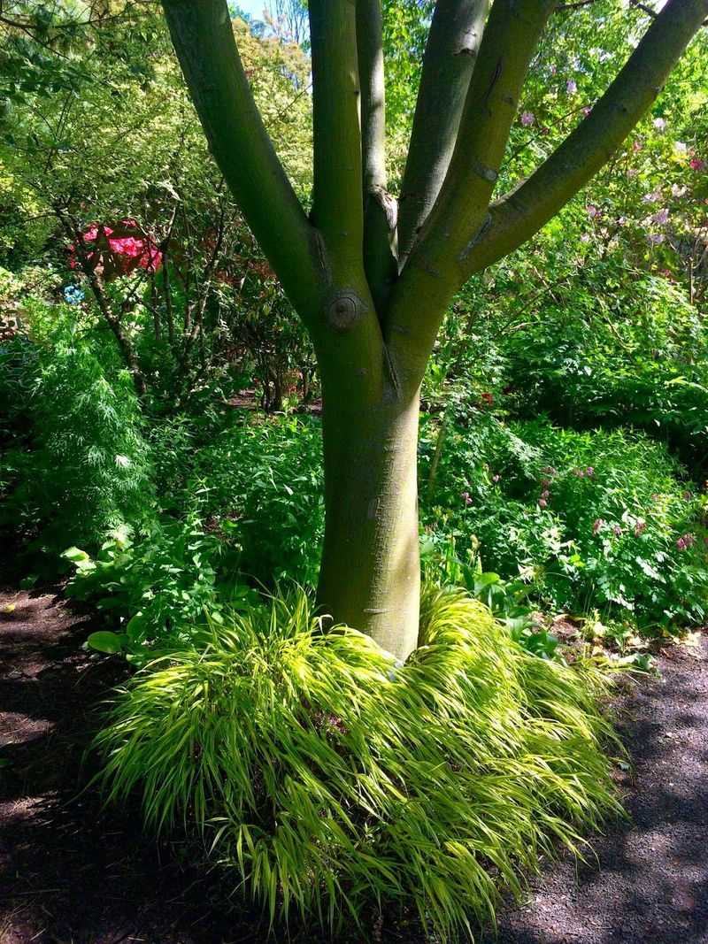 Hakonechloa Macra 'Tamisukeshu'