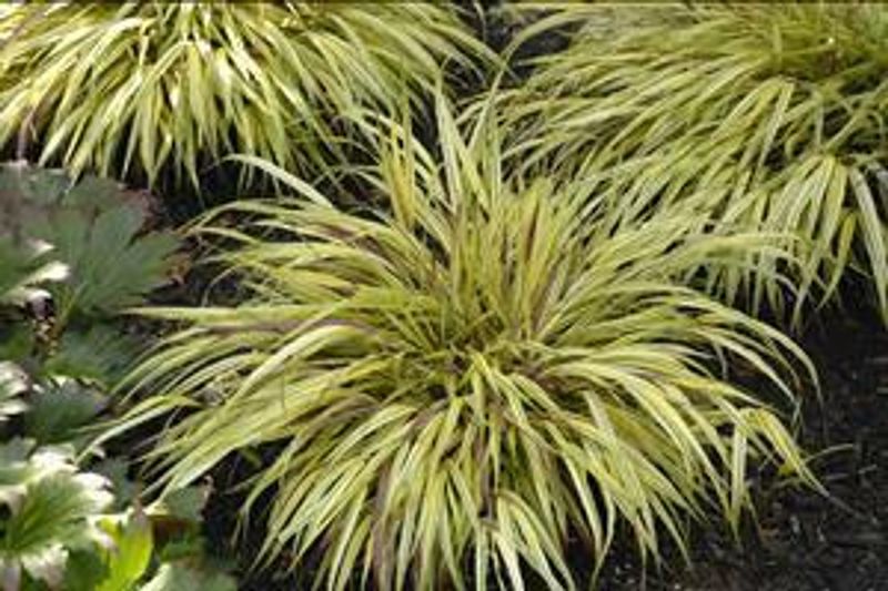 Hakonechloa Macra 'Naomi'