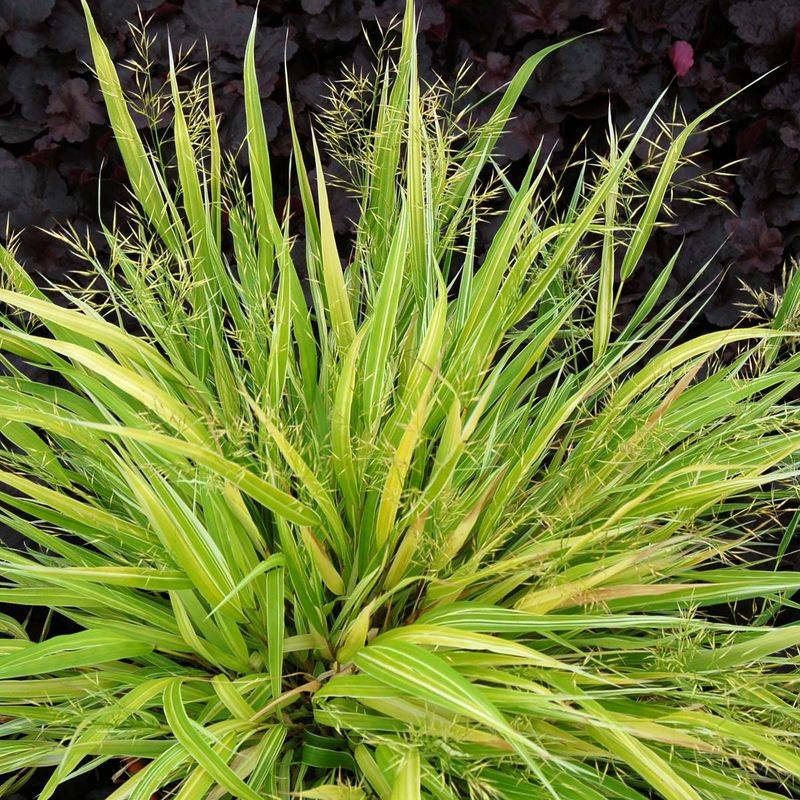 Hakonechloa Macra 'Stripe It Rich'