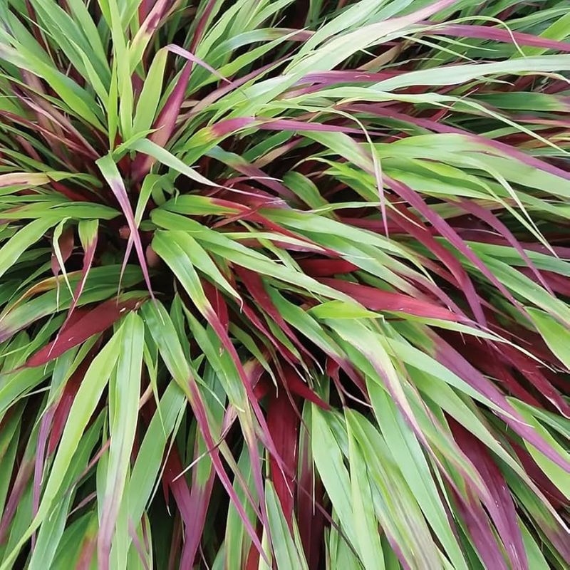 Hakonechloa Macra 'Beni Kaze'