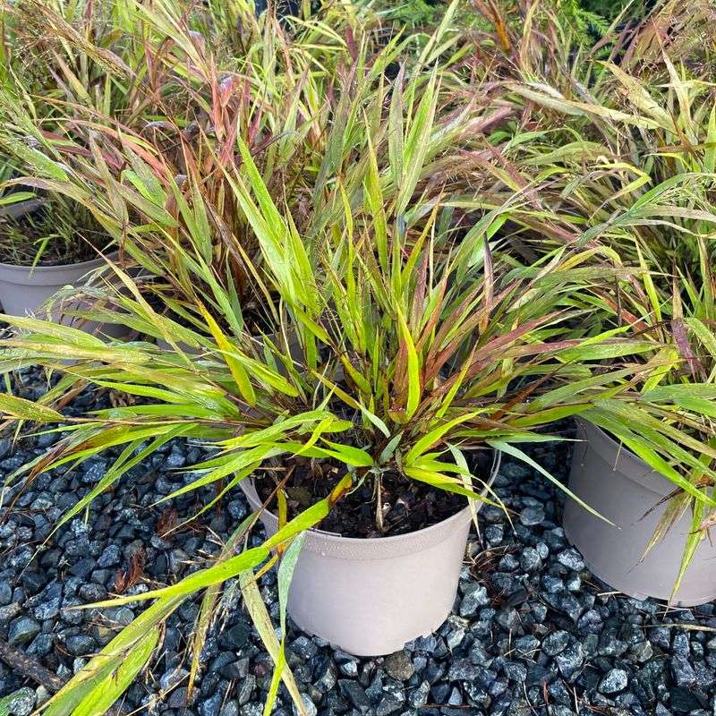 Hakonechloa Macra 'Nicolas'