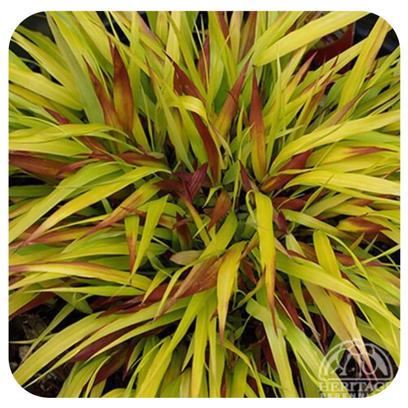 Hakonechloa Macra 'SunFlare'