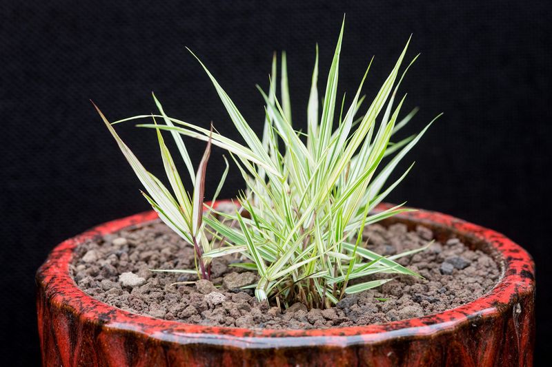 Hakonechloa Macra 'Fubuki'