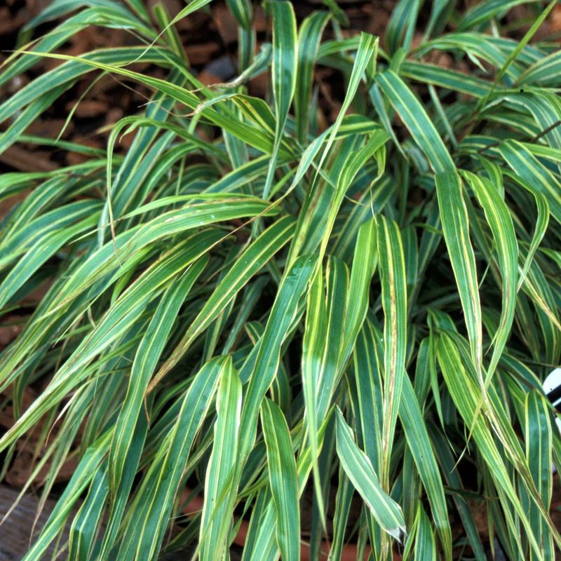 Hakonechloa Macra 'Albostriata'