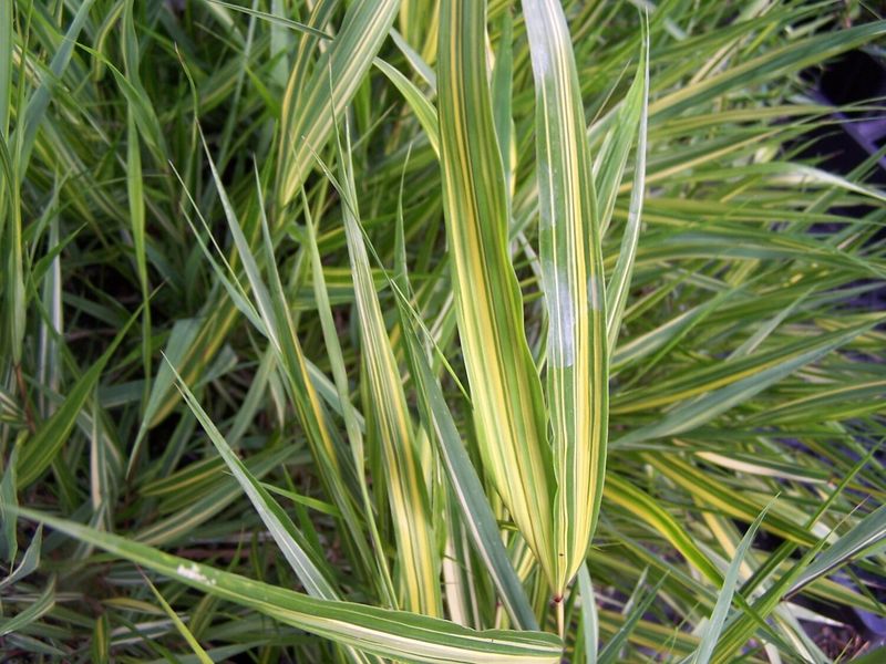 Hakonechloa Macra 'Sunny Delight'