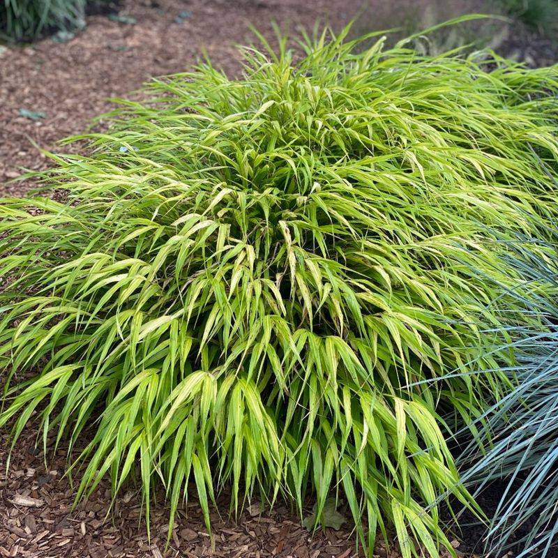 Hakonechloa Macra 'Aureola'