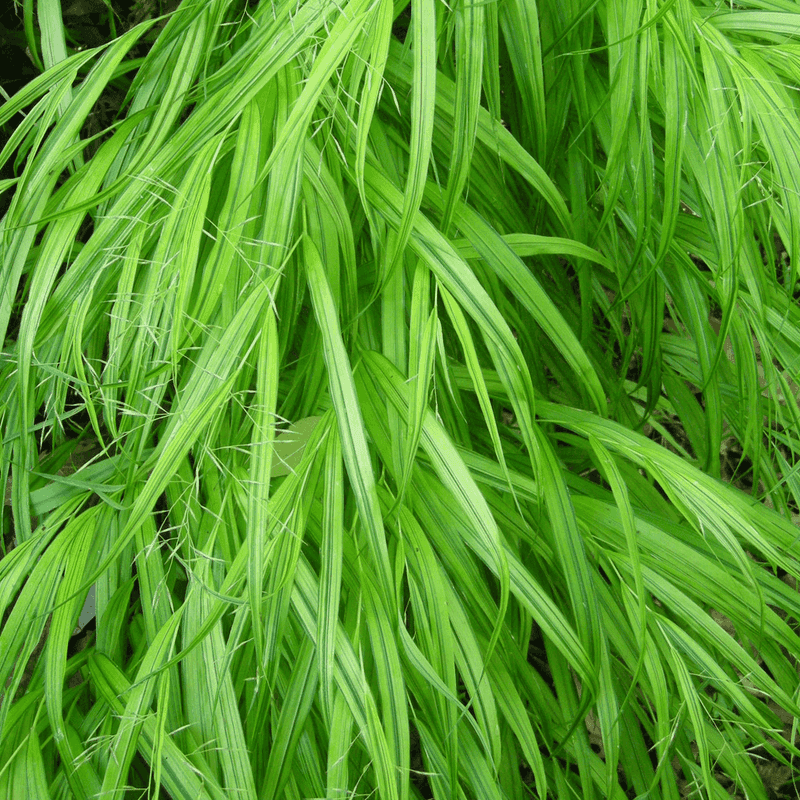 Hakonechloa Macra 'Greenhills'