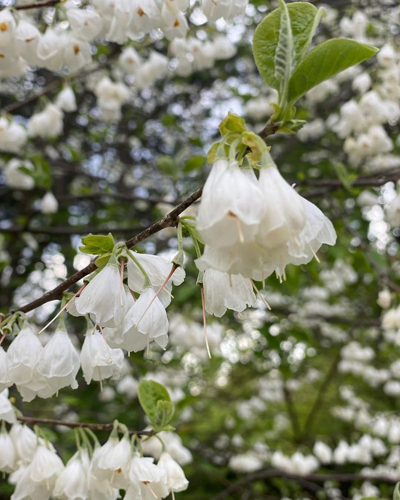 Halesia carolina