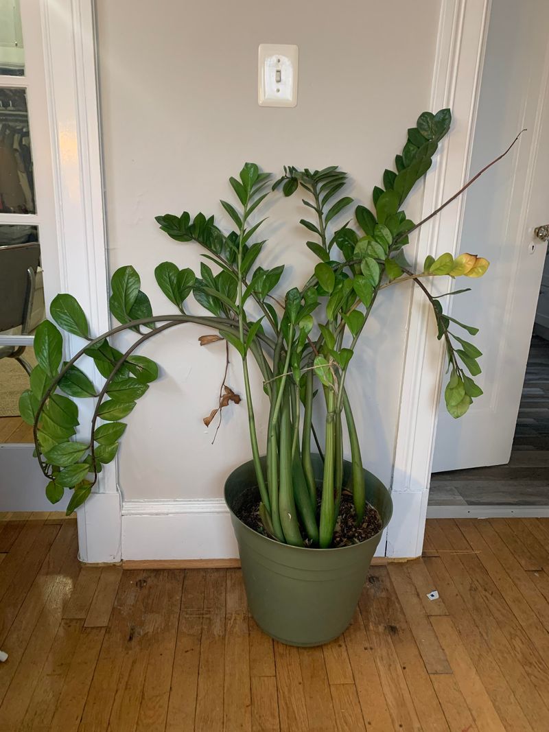 Hallway: Snake Plant & ZZ Plant