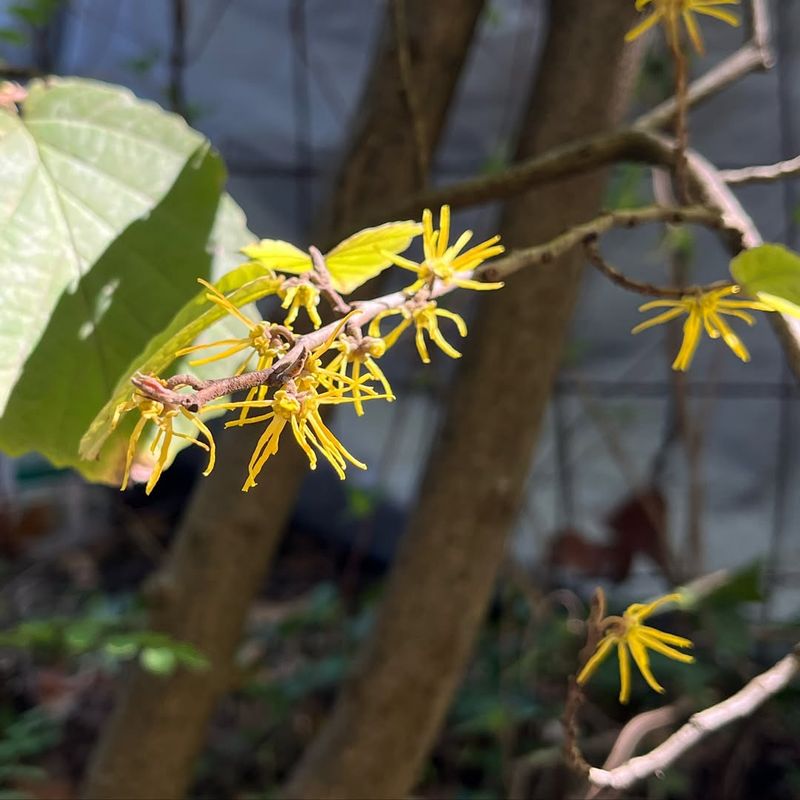 Hamamelis virginiana