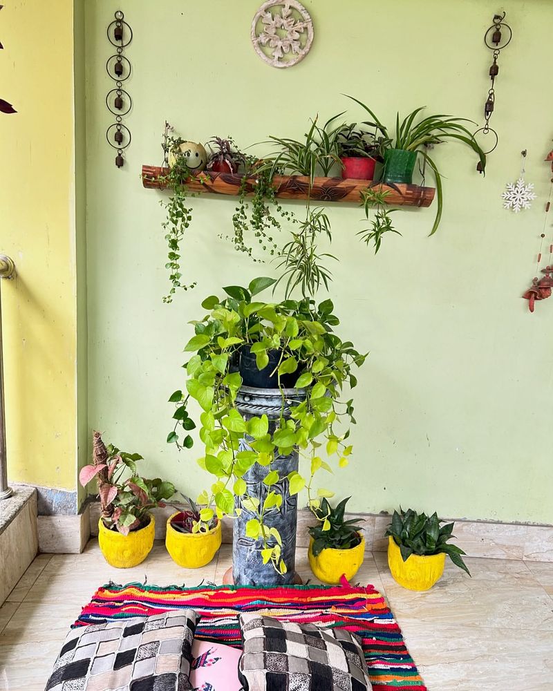 Hanging Bamboo Gardens