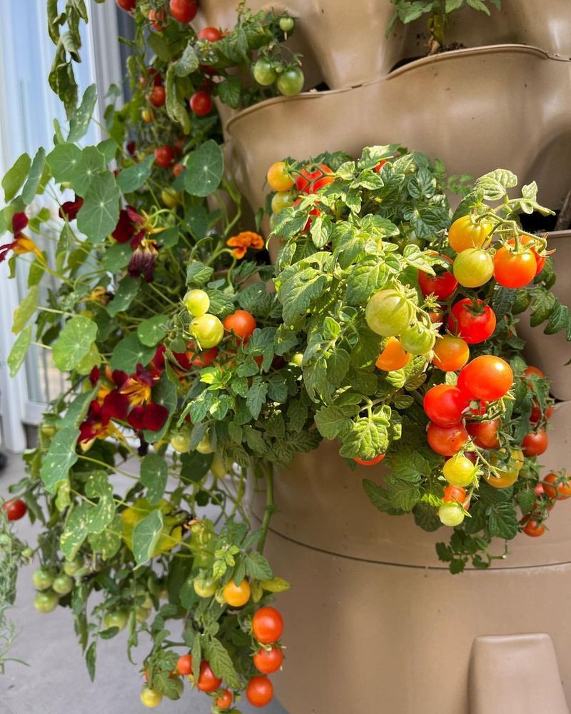 Hanging Basket Vegetables