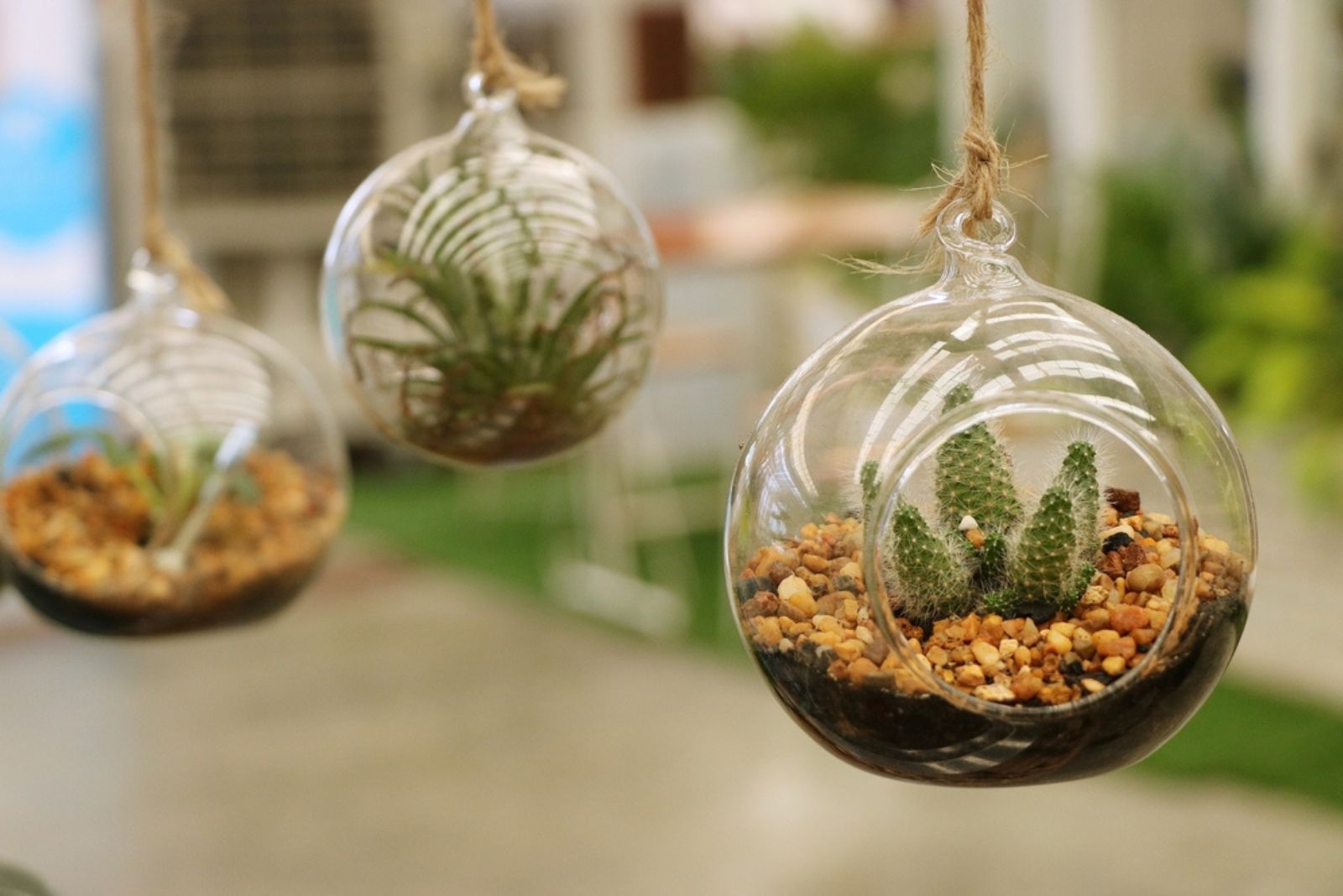 Hanging Glass Terrariums