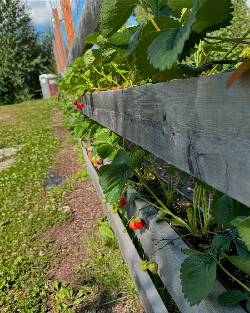 Hanging Gutter Garden