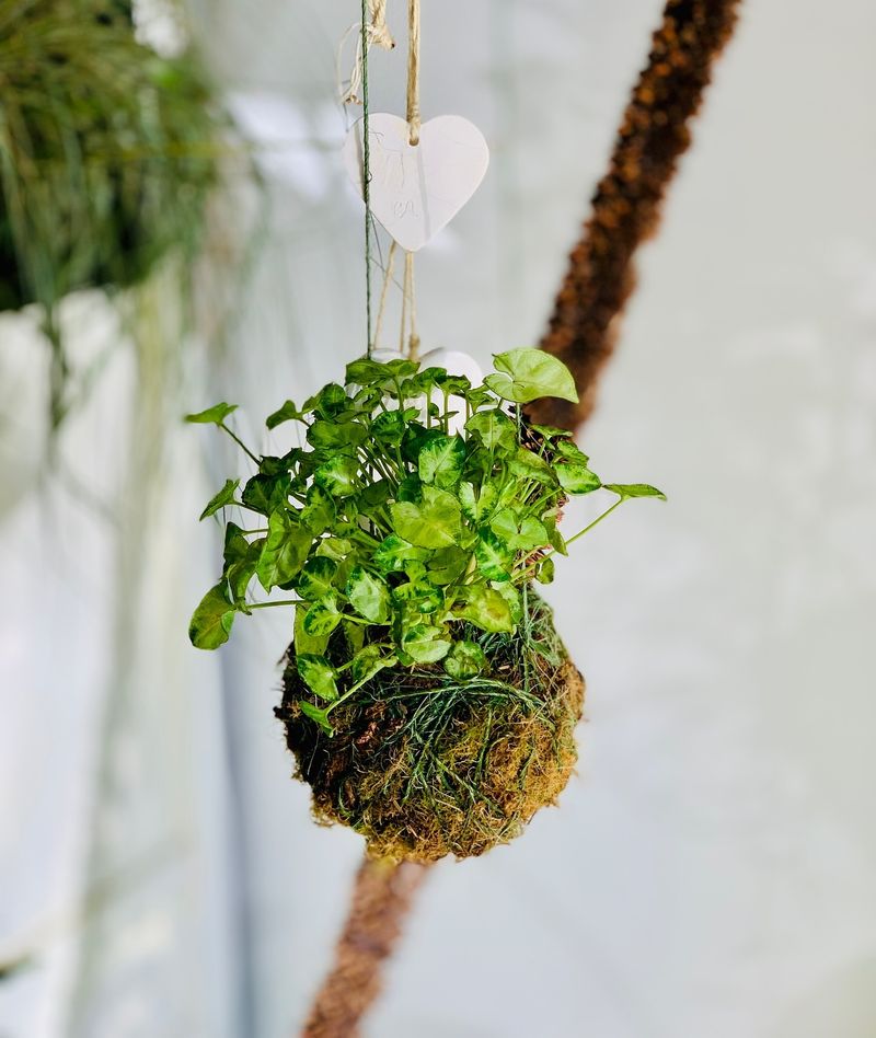 Hanging Kokedama