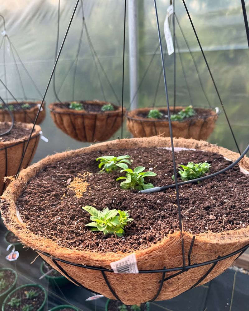 Hanging Vegetable Baskets