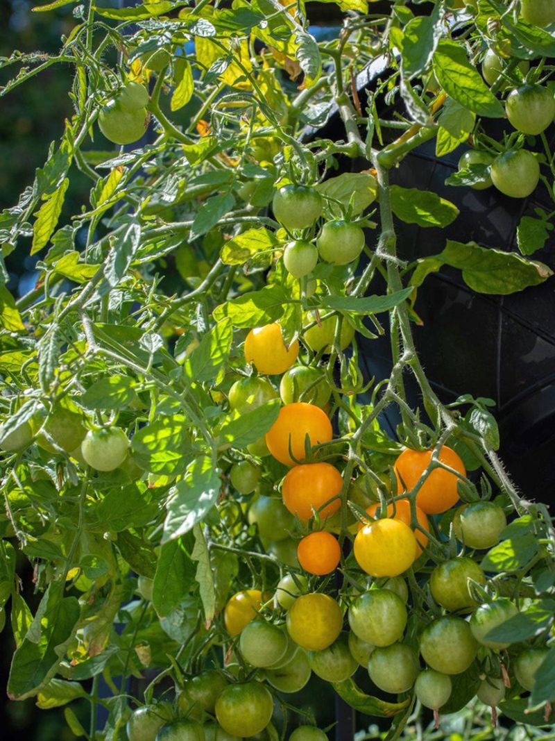 Hanging Vegetable Gardens