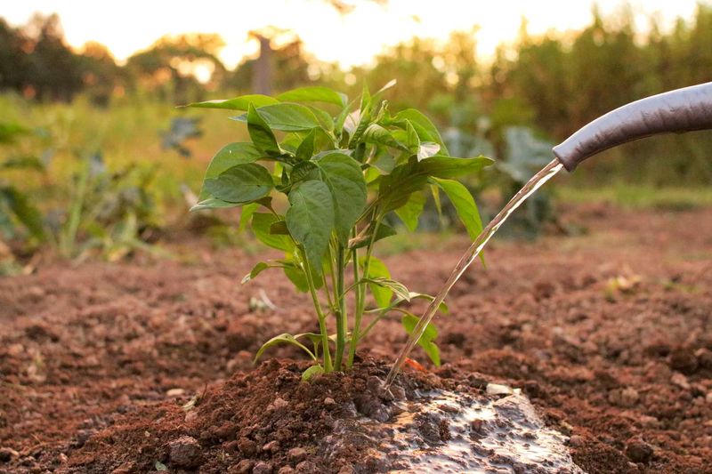 Harden Off Seedlings Before Transplanting