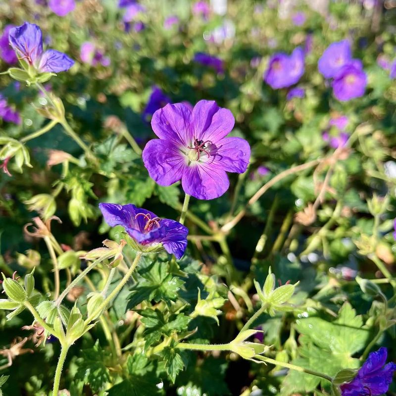 Hardy Geranium