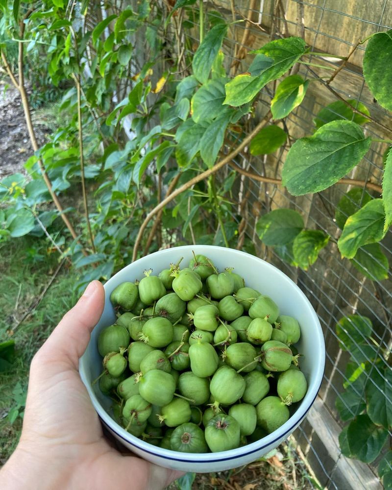 Hardy Kiwi