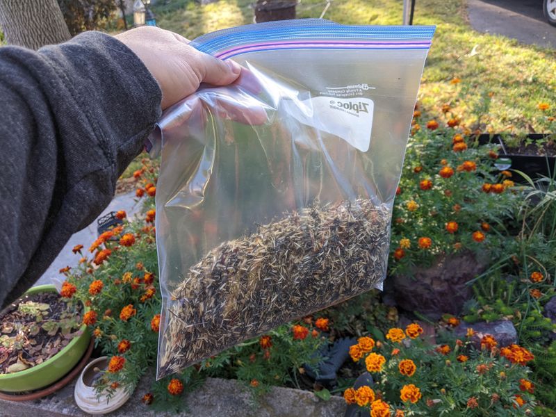 Harvest Seed Heads