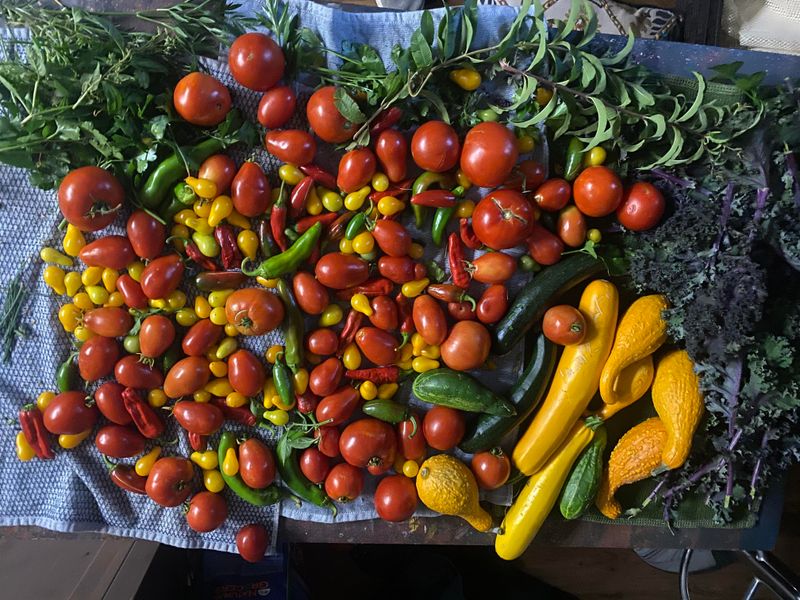 Harvest Timing