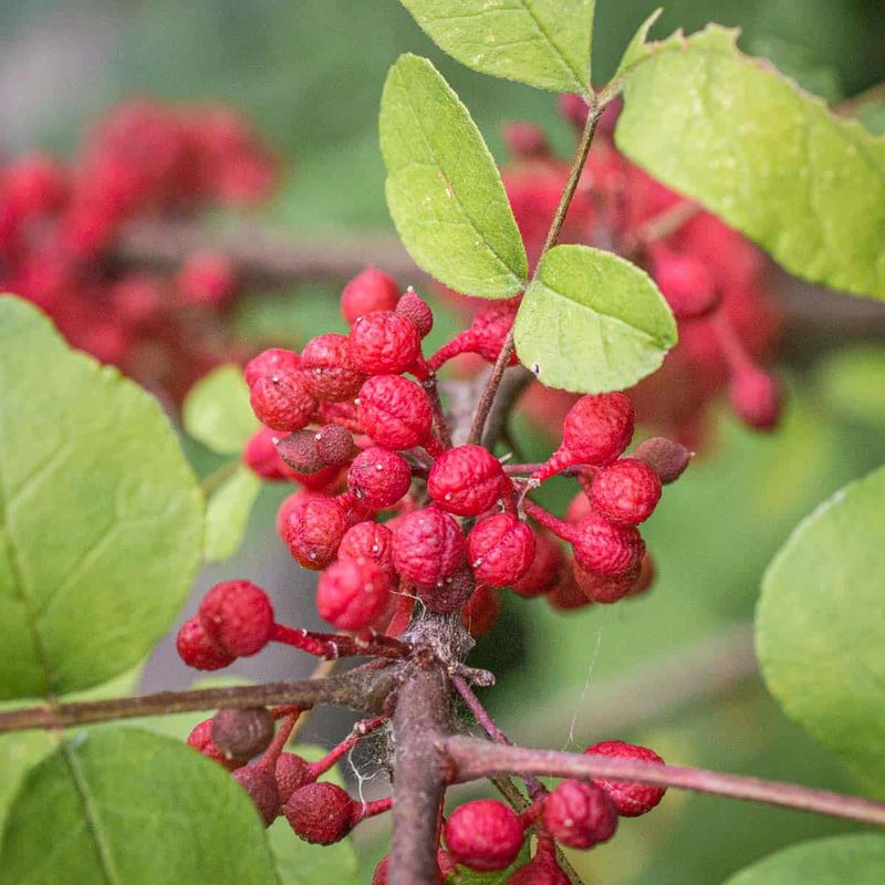 Harvest when peppercorns turn red