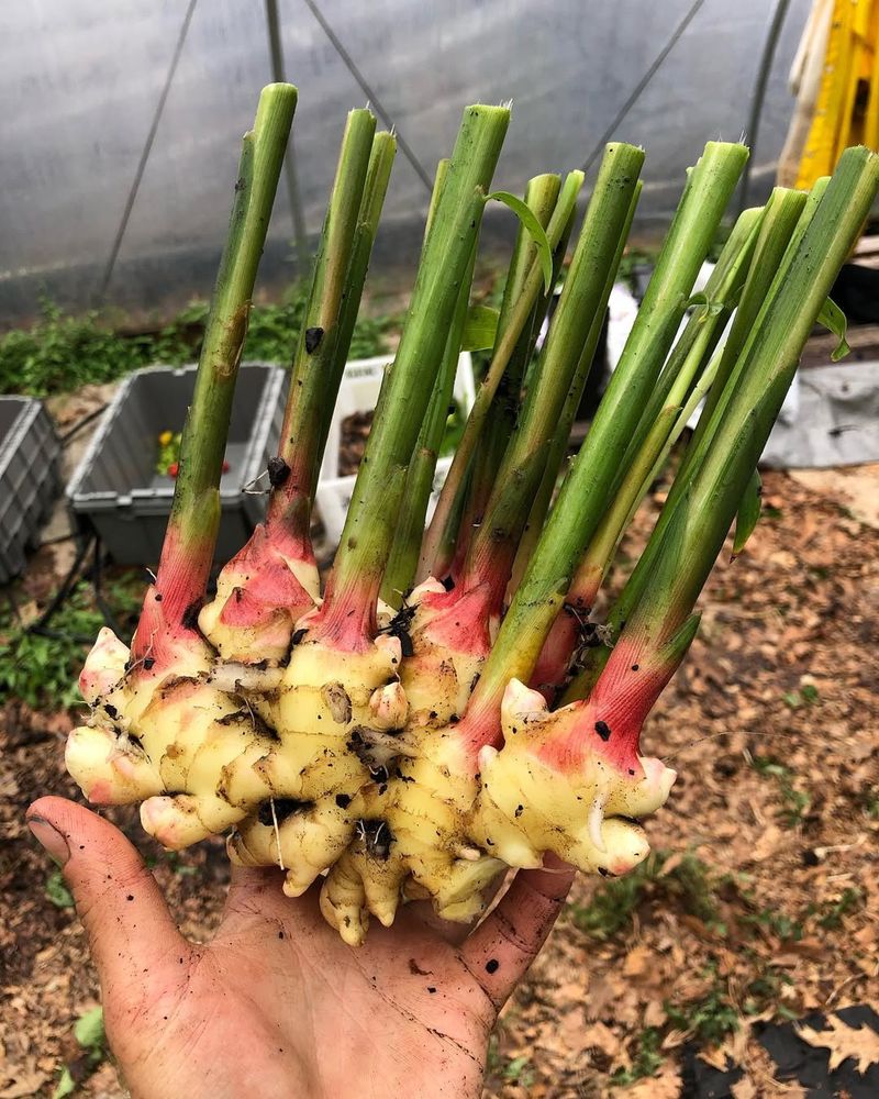 Harvesting Ginger