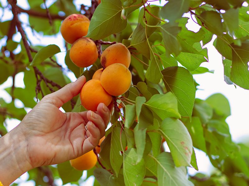 Harvesting Season