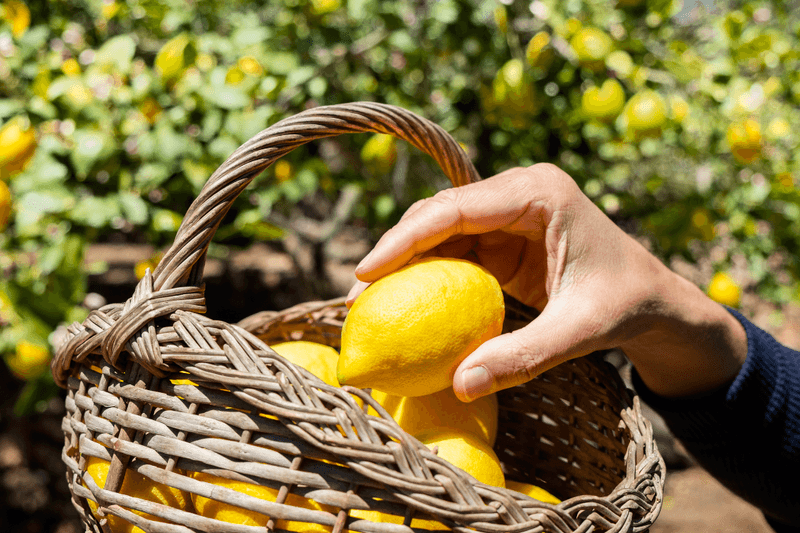 Harvesting Techniques