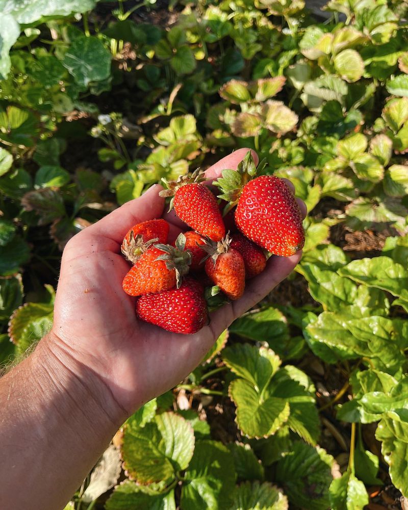 Harvesting Too Early or Late