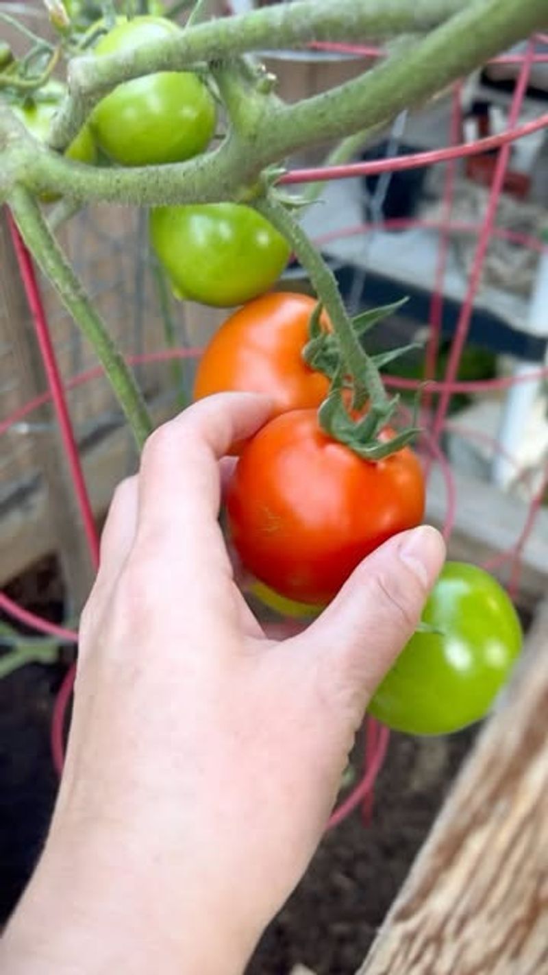 Harvesting at Peak Ripeness