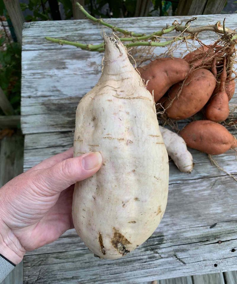 Hawaii's Enormous Sweet Potato