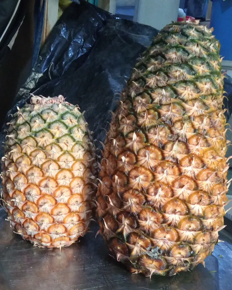 Hawaii - Gigantic Pineapple