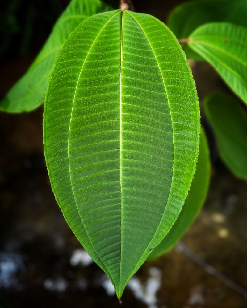 Hawaii: Miconia