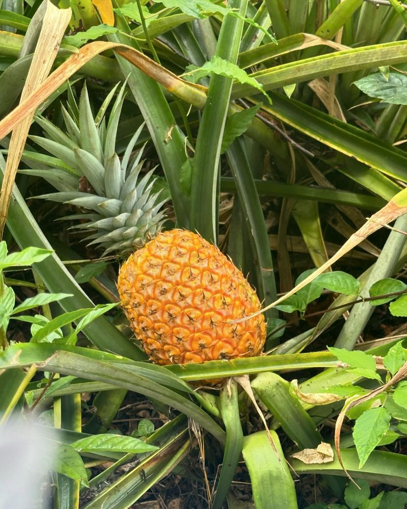 Hawaii: Pineapple