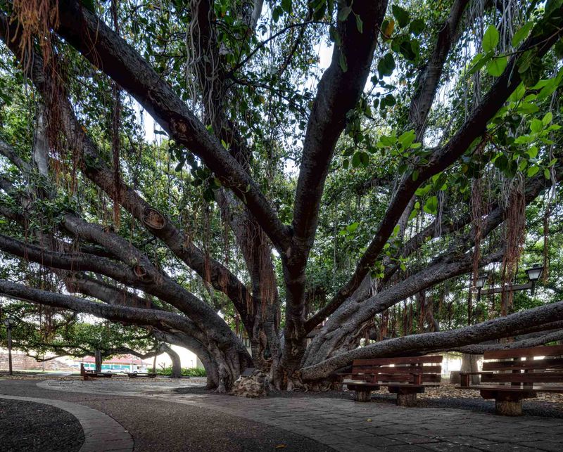 Hawaii's Exotic Colossus