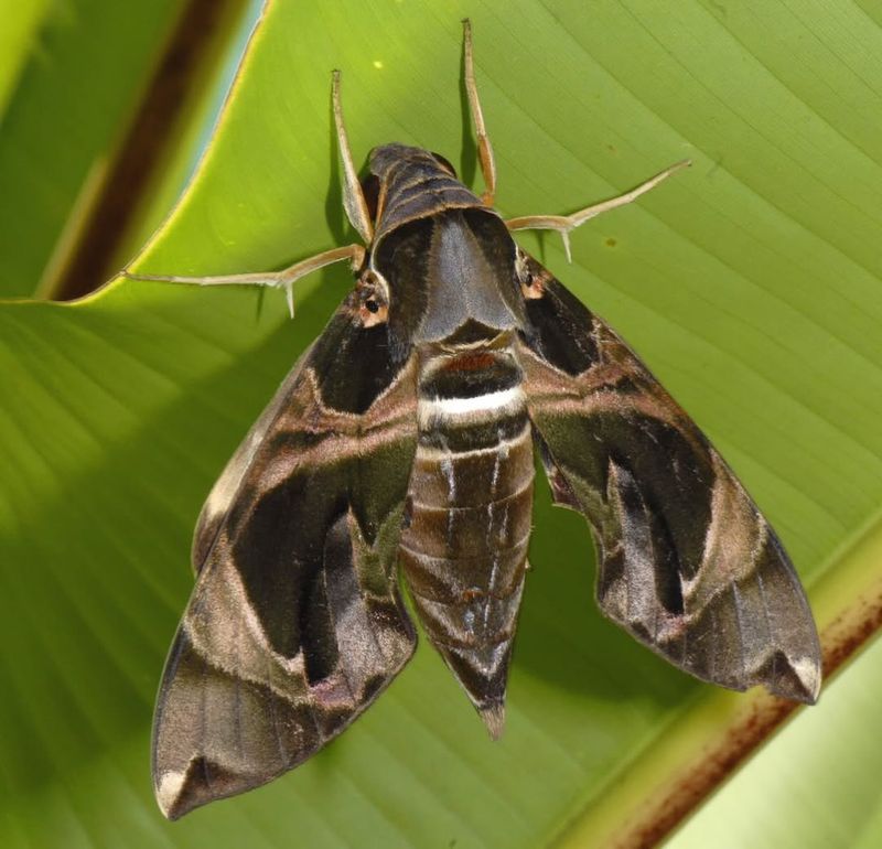 Hawk Moths