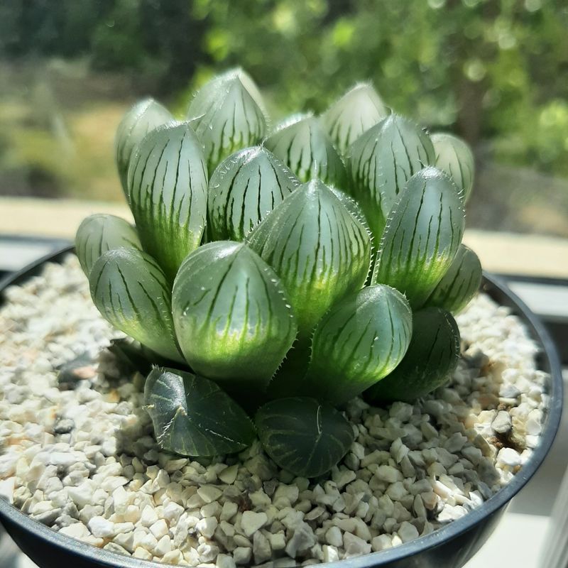 Haworthia Cooperi