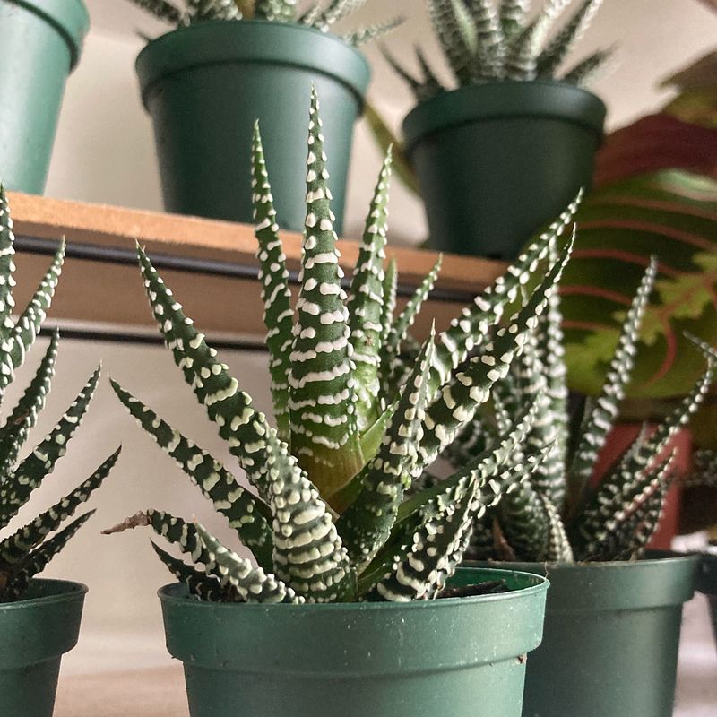 Haworthia Zebra