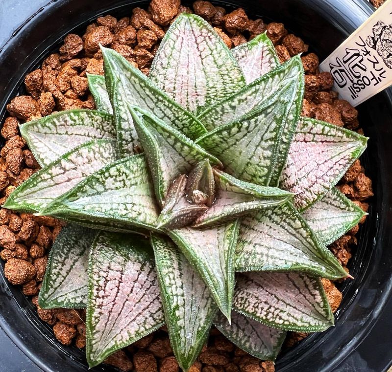 Haworthia