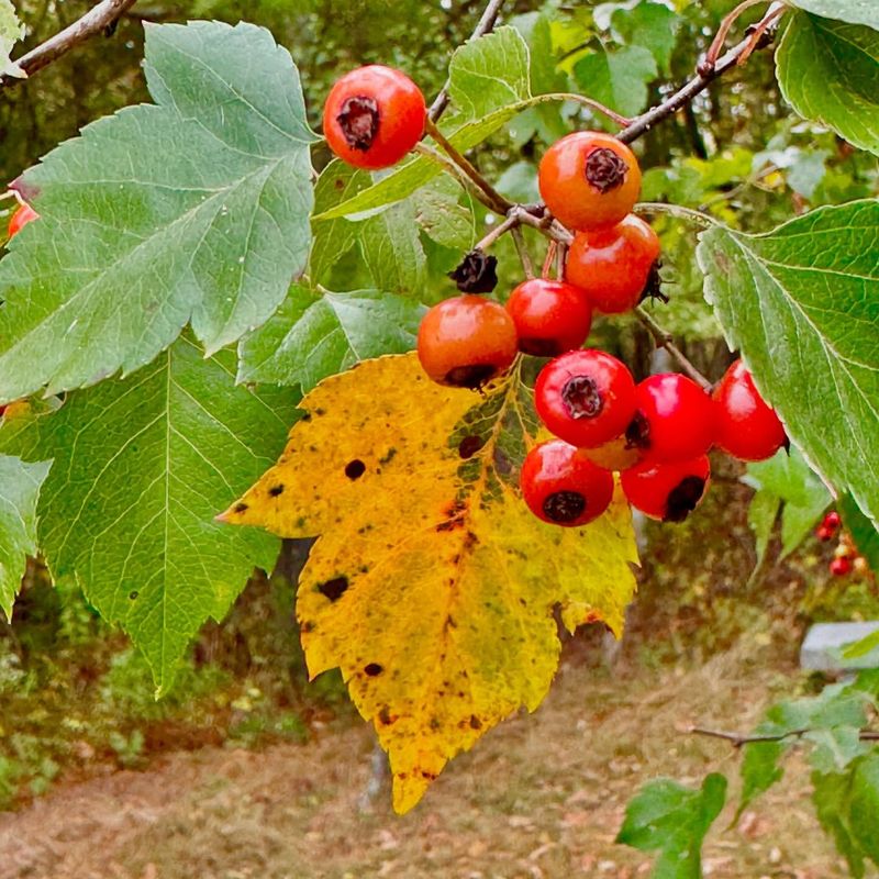 Hawthorn Berries (Crataegus)