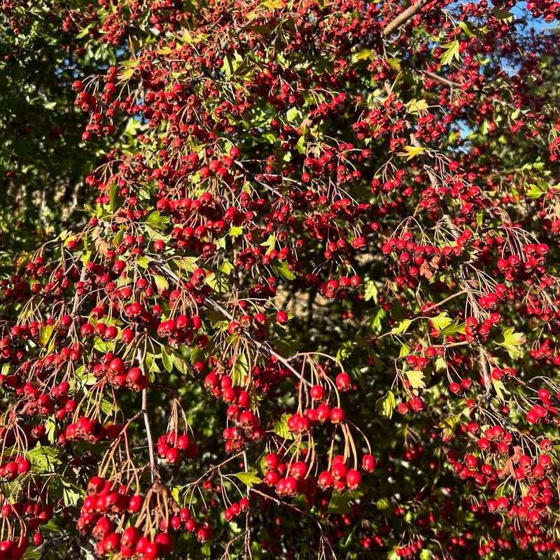 Hawthorn Tree